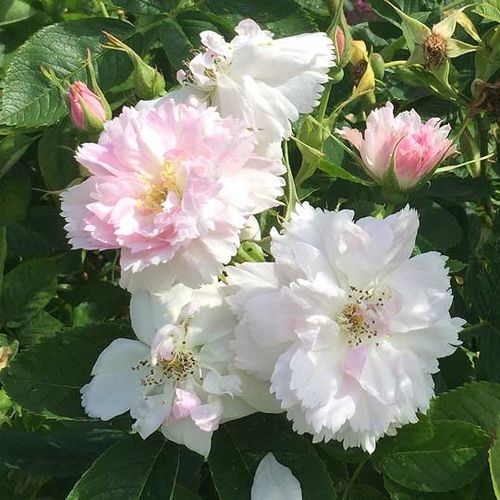 Rosa Fimbriata - bianco - rose antiche